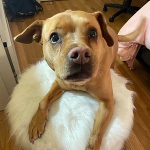 Meet your Posher, Genevieve